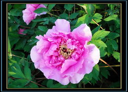 學拍牡丹 如何用鏡頭捕捉國色天香之美