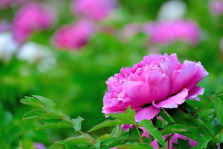 國色天香話牡丹