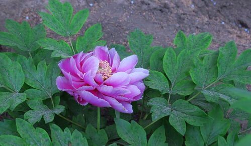 牡丹花開，苗木生機